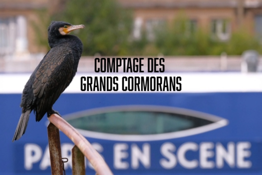 Comptage du Grand Cormoran
